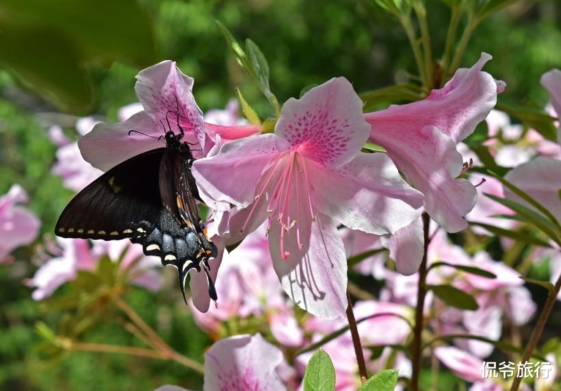 生肖@7月3号，六六大顺，八方来财，3生肖财神进门，喜事连连