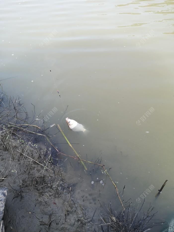 鲫鱼|许久不见，甚是想念