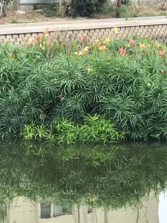|上午有事没去钓鱼，中午出去钓了一会
