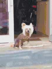 隔离|世界上如果没有生殖隔离，地球会变成什么样的情形？神评论真不敢想