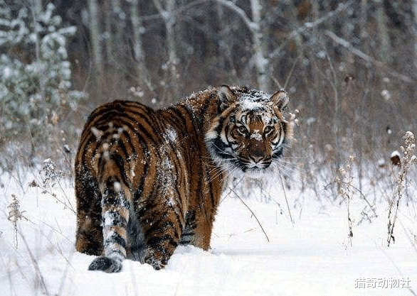 老虎|野生的老虎究竟有多厉害？