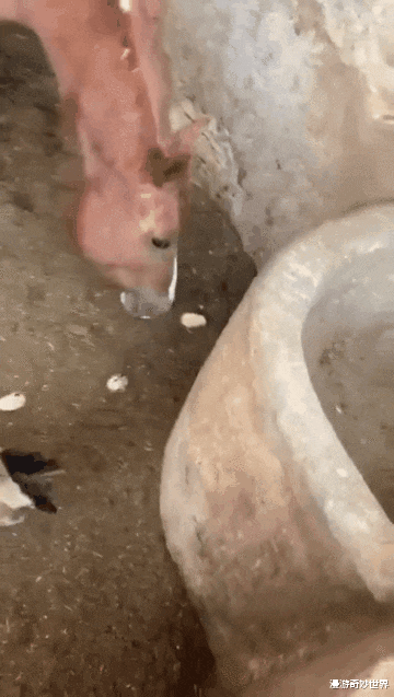 动物冷知识|20个不可思议的动物冷知识，看完姿势大涨！