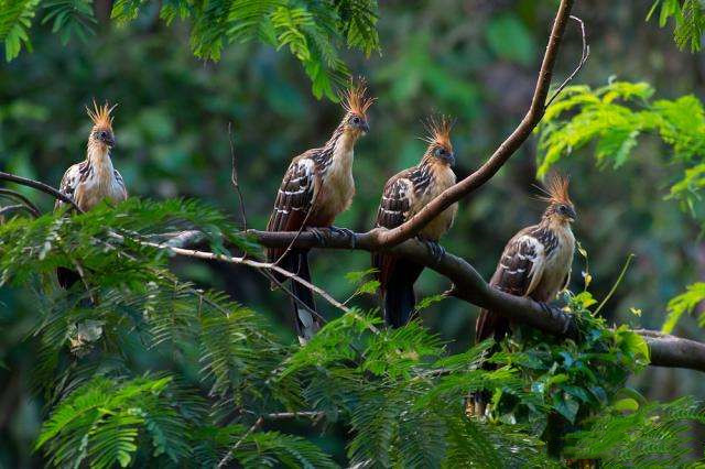 |地球上最臭的4种动物，臭到辣眼睛，你至少见过其中一个