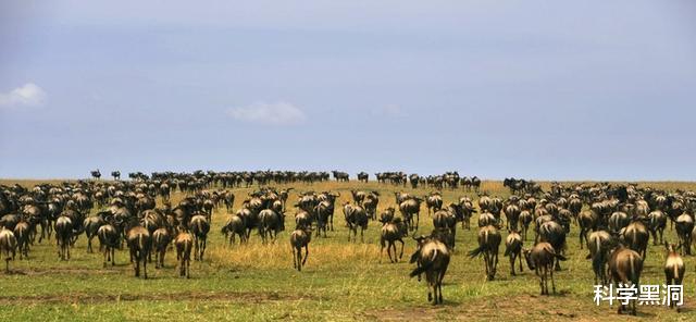 |野生大熊猫有无可能自行迁徙到邻国，成为非中国独有物种？