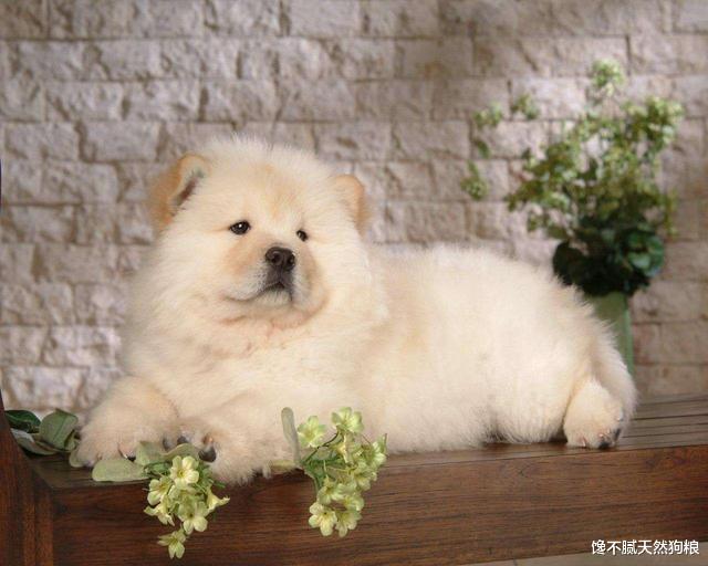 这7种狗狗都是市区禁养犬，拉布拉多和金毛都在其中