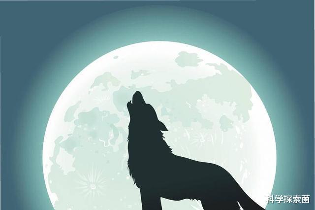 |中国哪些地方有狼？