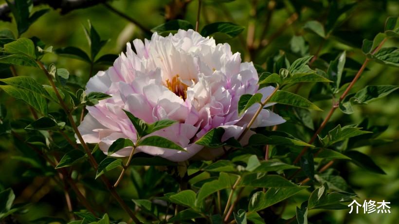 #生肖#“越长越美丽”的4大生肖，被认为是宝藏，往往异性缘爆棚