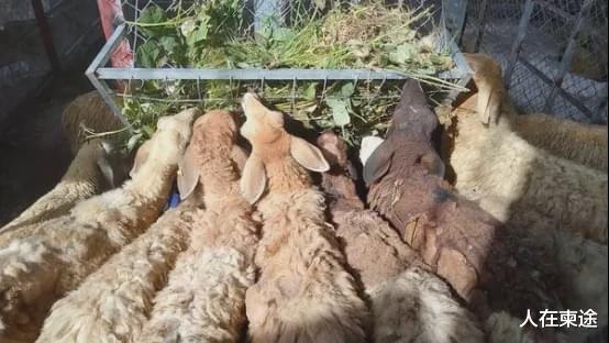 人在柬途 在柬埔寨养绵羊不赚钱？本地养殖户：每头售价300多美元