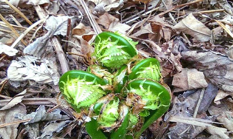 野菜|采摘期只有10天,人称“长寿菜”,价值极高长在路边常认错