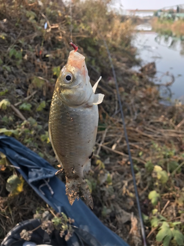 鳄鱼|今天钓了7条鲫