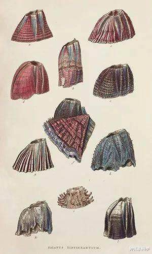 鲸鲨|为什么鲸鲨没有藤壶寄生，蓝鲸身上却密密麻麻都是藤壶、鲸虱？