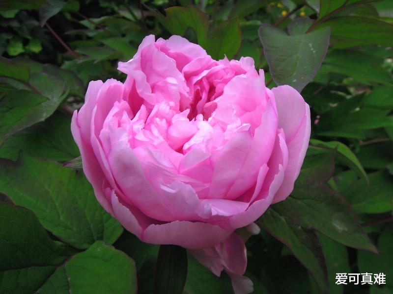 【属狗】祸从口出！“生肖狗人”听我一句劝：5月有“事”！特别是1970年的！