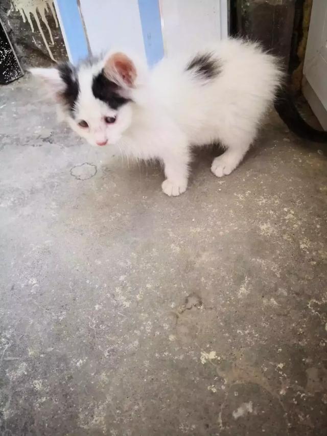 流浪猫一家被恶狗围堵，猫妈妈为了保护孩子做出的举动让人泪目