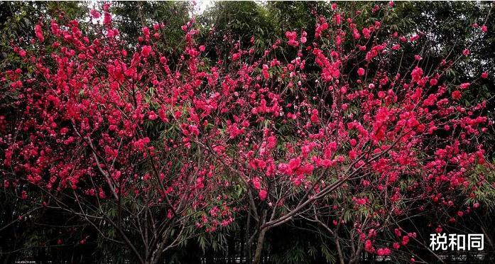 ##7月3号惹不起，官运亨通，穷运到头，让人高攀不上的属相