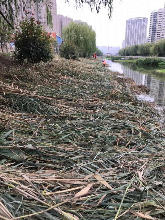 |上午有事没去钓鱼，中午出去钓了一会