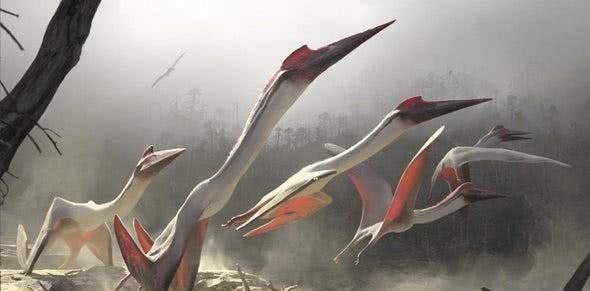 『恐龙』翼龙明明可以飞，为什么没逃过恐龙大灭绝？专家：原因过于简单