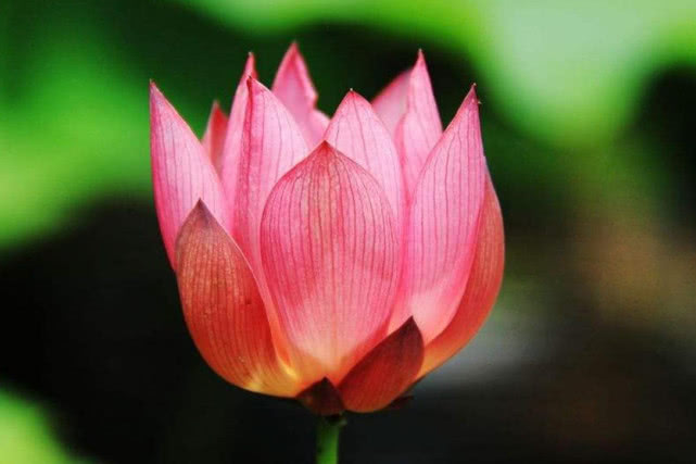 [生肖]未来半年将有福星环绕，率先一步成就大业，与幸福不离不弃的生肖