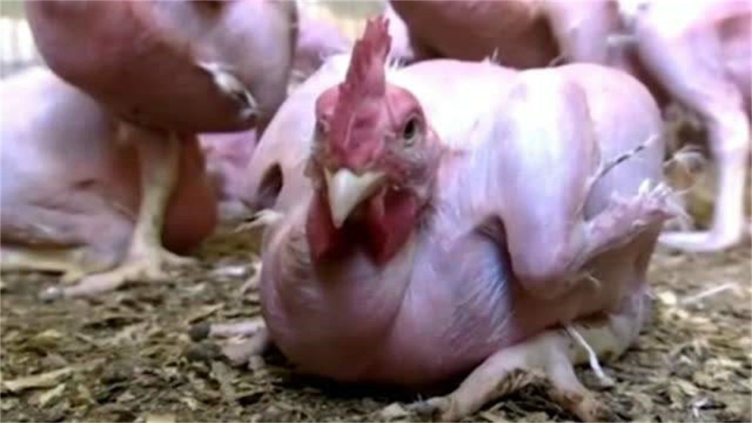 「」真实存在的四种杂交动物，骡子上榜，无毛鸡你可曾见过？