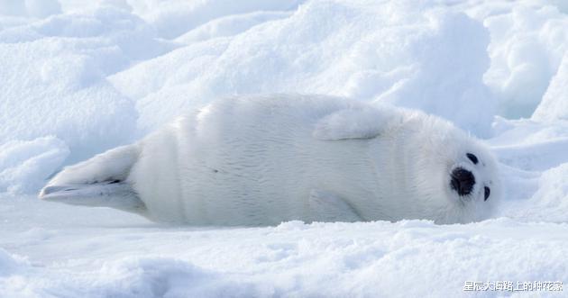 北极@北极史无前例38度高温！除远古病毒外，还有多少灾难等着我们？