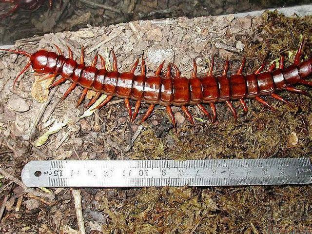 蜈蚣|十大世界最著名的蜈蚣, 红巨龙蜈蚣, 颇有中国特色!