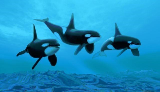 虎鲸|大部分雌性动物都没有绝经期，为什么人类却有？