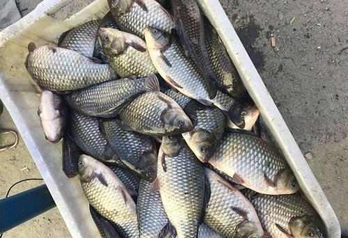 饵料|野钓时如何能调出大鱼?