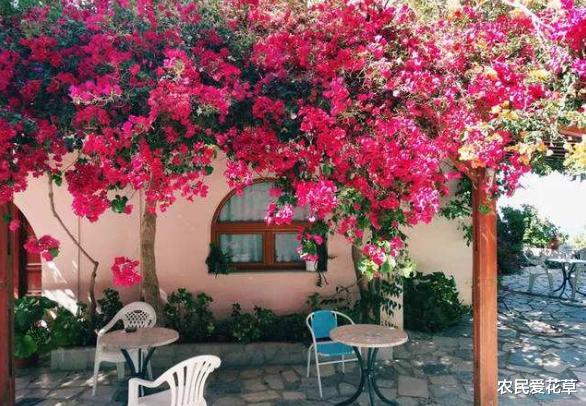 『』想让小院阳台美如“仙境”，需要“2个小技巧”，明眼人一看就会