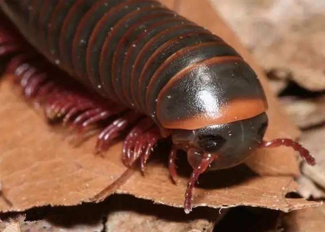 非洲:世界动物之最-高清版(2)