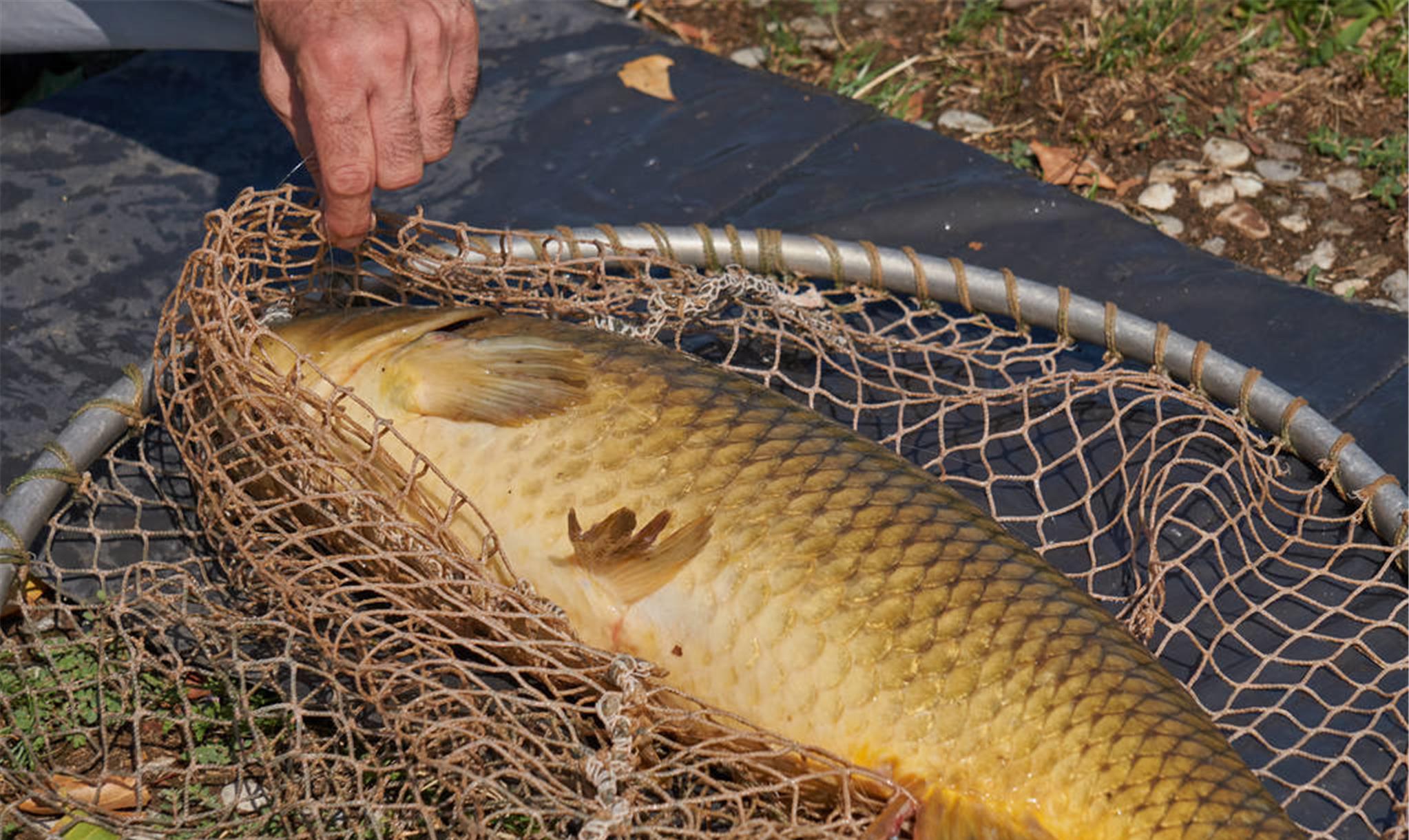 深水区|有倒刺鱼钩为何“人见人爱”？难道是为了少跑鱼？