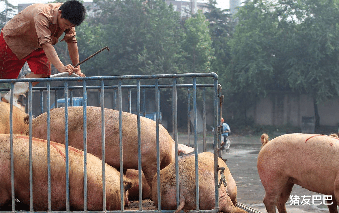 『生猪价格』猪价“涨红不止”，10元肉价“梦碎”？7月猪价要“狂跌变天”？