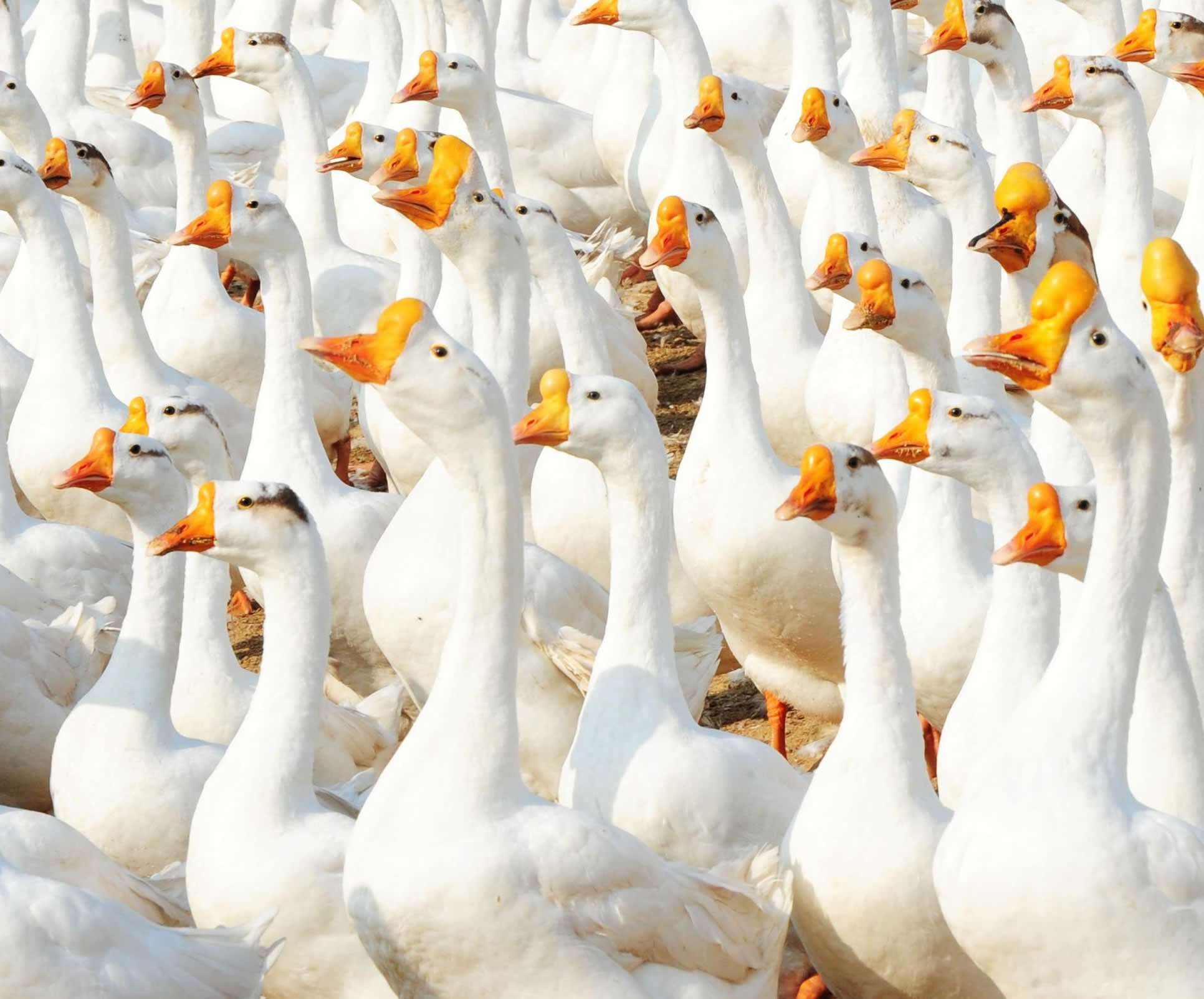 「任正非」马云、刘强东、马化腾竟然转行搞养殖？再不跟上大佬，又要晚了！