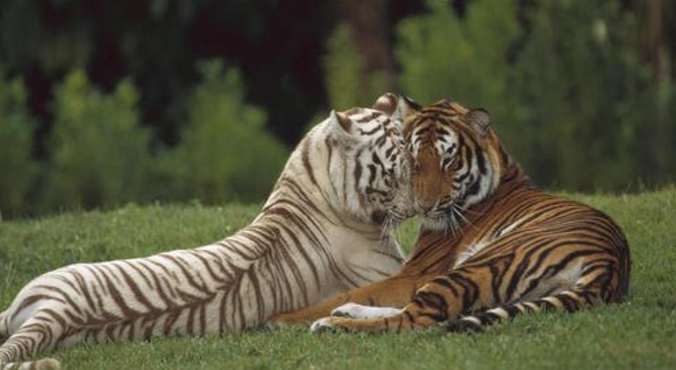 『狮子』自然界老死的狮子，它们的尸体为什么不翼而飞？原因你想象不到