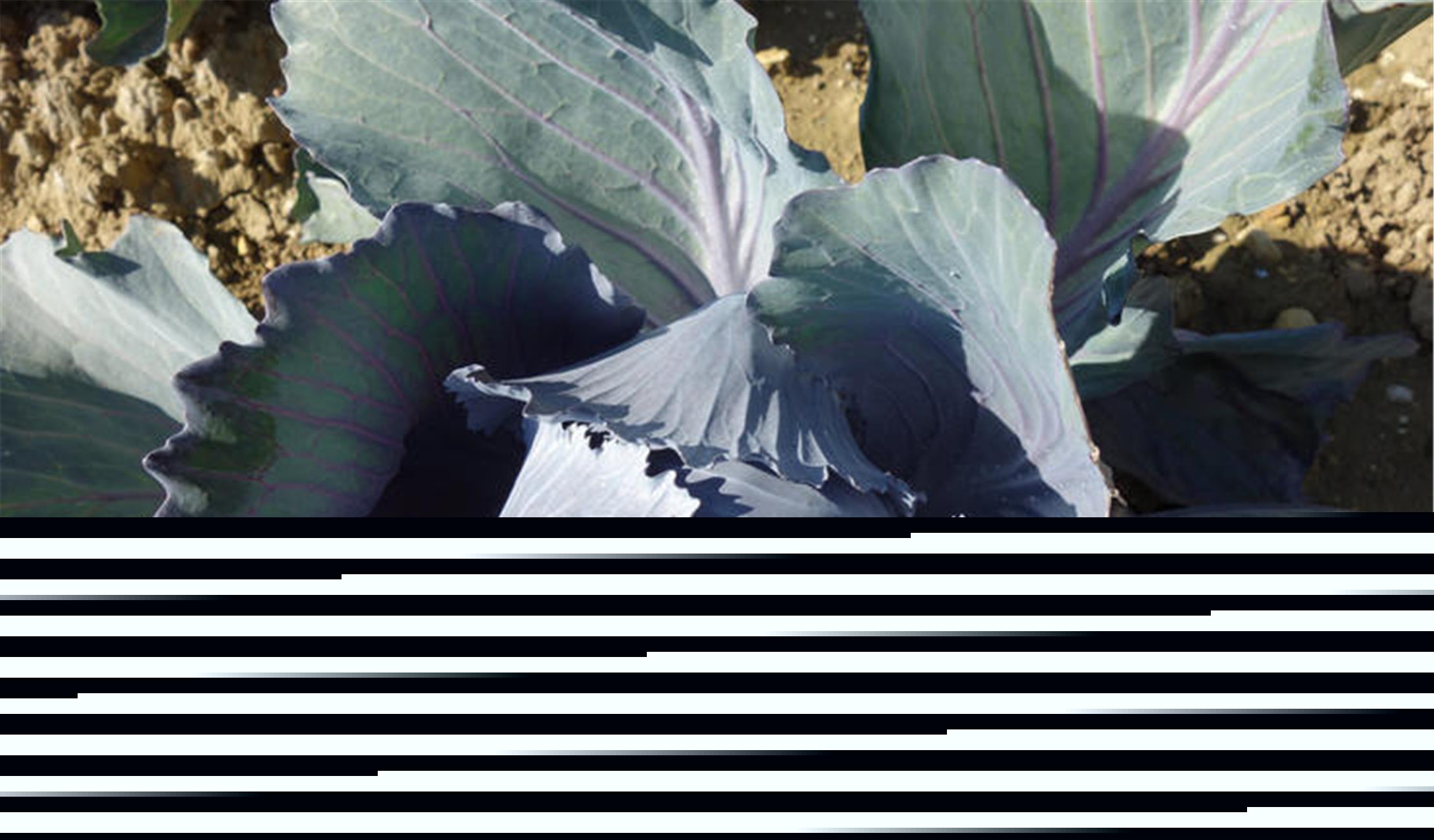 甲状腺结节|查出甲状腺结节，要记得“1黄、3绿”，再馋也别往嘴里塞