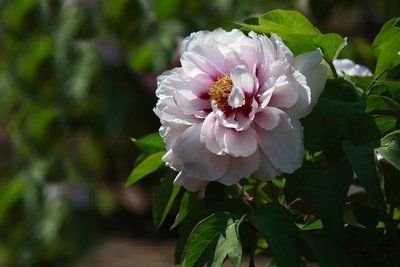 |明天起运势数一数二，8月喜事成双、9月桃花临门，3生肖步步为赢