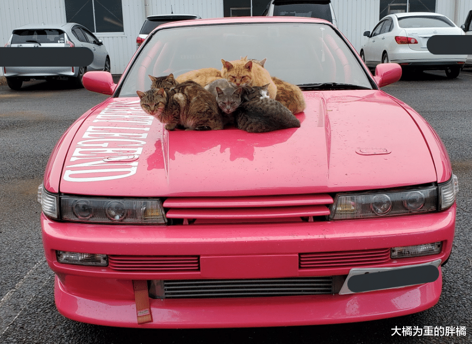 女子的爱车太显眼，橘猫领着一大堆朋友来“蹭车”，还能有吃有喝
