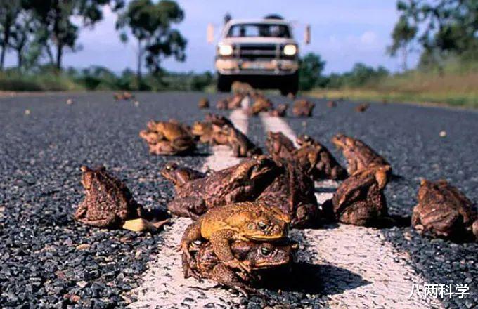 蟾蜍|从102只变成20亿只，澳洲甘蔗蟾蜍泛滥时也在进化，变得更快、更强壮！