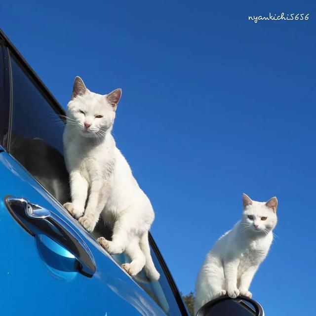 泪目！在这位日本小哥的镜头下，流浪猫竟然学会了飞翔！