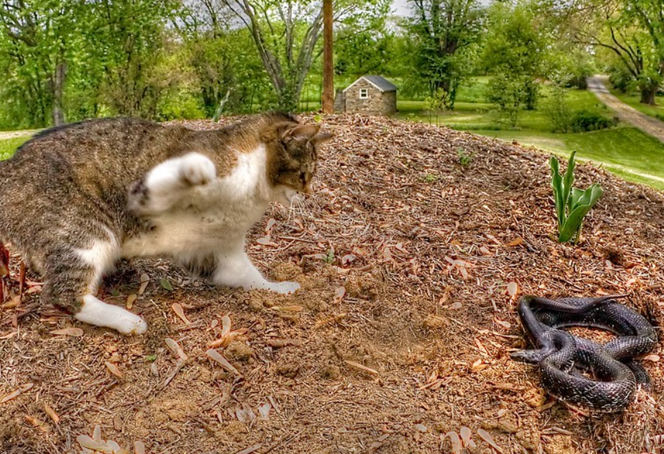 能与猫咪作对的6类动物，猫咪稍不注意，就会被这些“天敌”伤害