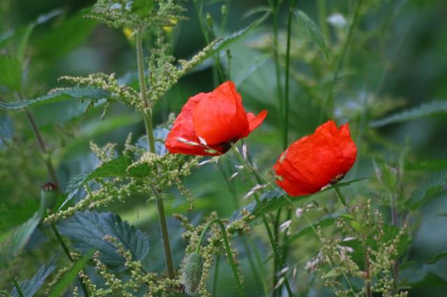 狮子座▲未来三个月走翻身大运，财富成倍涨，生活风调雨顺的四属相