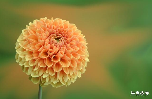 「生肖」4月后，对你的爱，戒不掉，忘不了，3生肖爱得撕心裂肺，深情不负