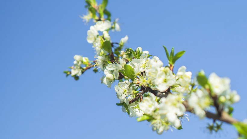 [生肖]7月份内，红鸾星动撞桃花，喜获好姻缘，注定要脱单的四大生肖