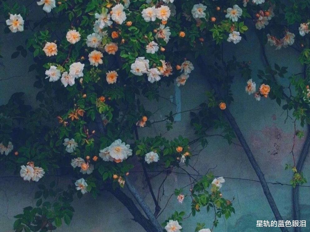 狮子座|这些星座女,才是名副其实的,“乘风破浪”的姐姐