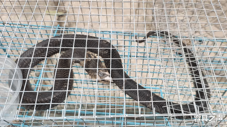 容县之声|广西一小区多条毒蛇闯入，有人开门就掉下一条眼镜蛇