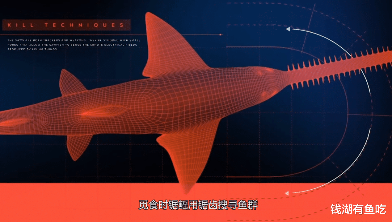 旗鱼|3米长白鲟如何捕食14.5斤重草鱼，至今是迷