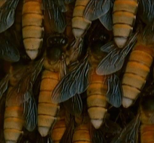 老虎|世界各地最致命毒物