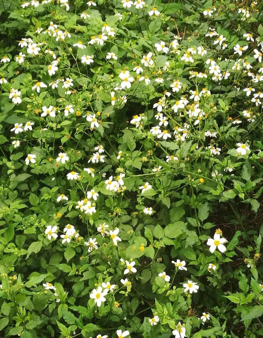 爬山虎|救命！入侵植物爬进院子，三年都杀不完！