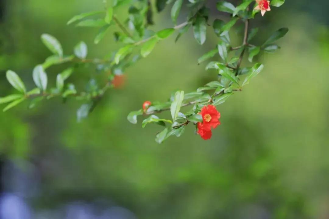 「生肖」不出三天，喜事、桃花遍地开，贵人主动找进门，5月彩票中大奖，天天开口笑