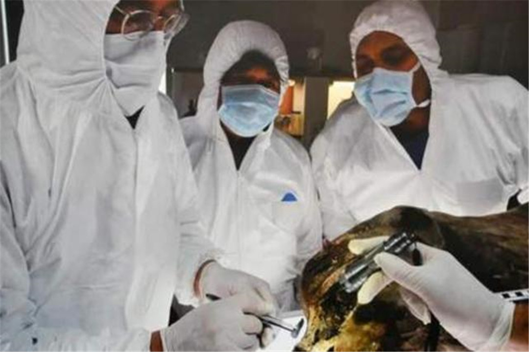 科学家|猛犸象中发现350万年前细菌，科学家和女模特相继注射，结果如何？