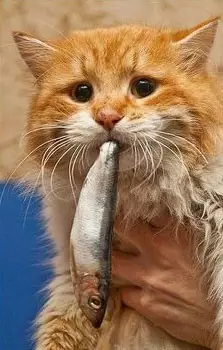 猫咪为了“偷吃东西”能有多嚣张？使出了吃奶的力气