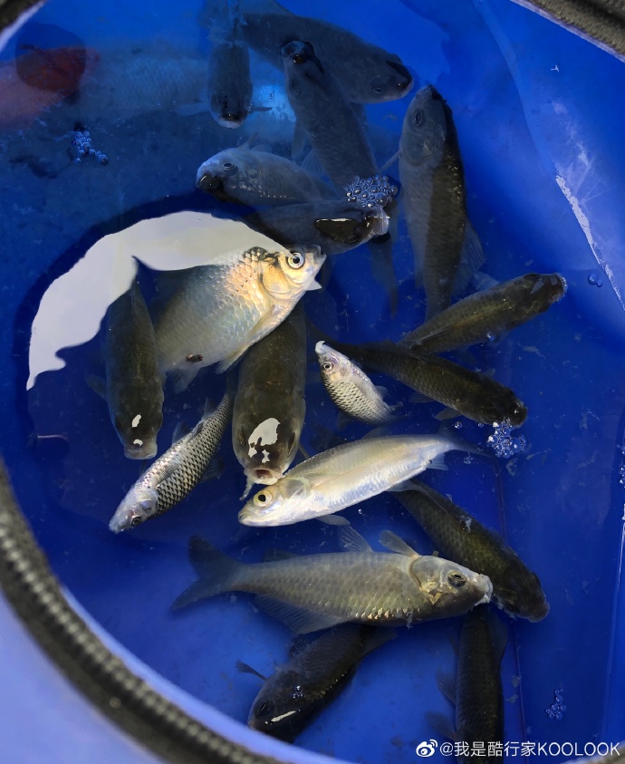 饵料|姜太公钓鱼，愿者上钩！